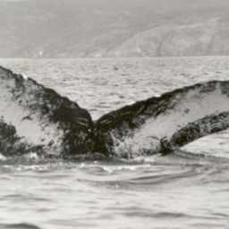 Fluke of NA-3209