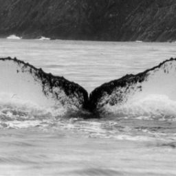 Fluke of NA-3222