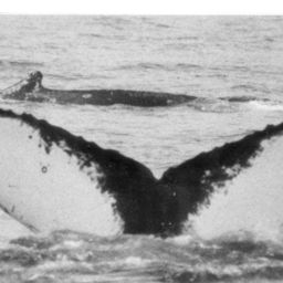 Fluke of NA-3159