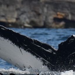 Fluke of NA-3071