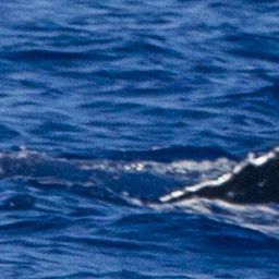 Fluke of OSUWTG-MnHI095