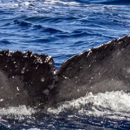Fluke of BCX0676