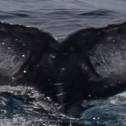 Fluke of CRC-18946