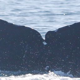 Fluke of CRC-11524