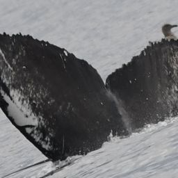 Fluke of Honu