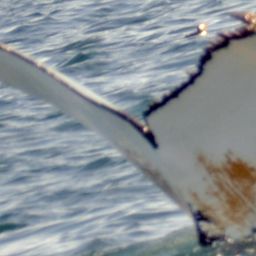 Fluke of HW-MN0100469
