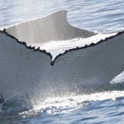 Fluke of HW-MN1301506