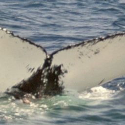 Fluke of NA-5073