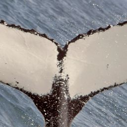 Fluke of NA-7266