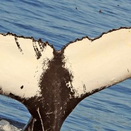 Fluke of NA-3971