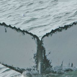 Fluke of NA-7267