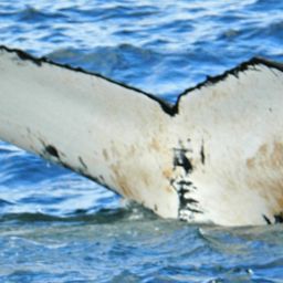Fluke of NA-3843