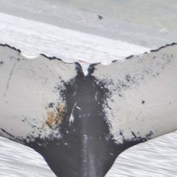 Fluke of NA-3946