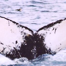 Fluke of NA-3728