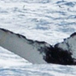 Fluke of NA-3961