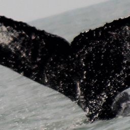 Fluke of Big Mama