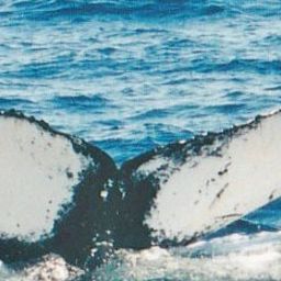 Fluke of NA-3947