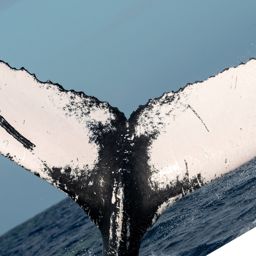 Fluke of HW-MN0100584