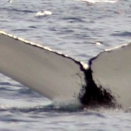 Fluke of NA-7166