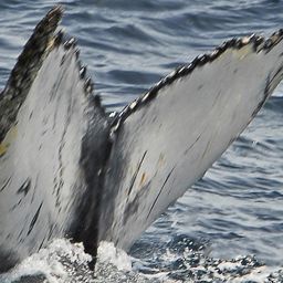 Fluke of HW-MN0100429