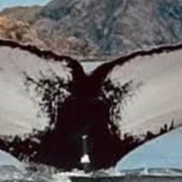 Fluke of NA-7264