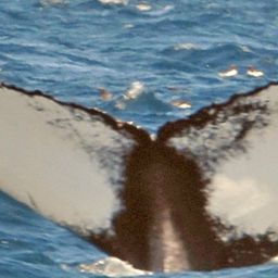 Fluke of HW-MN0100599