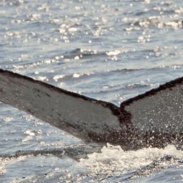 Fluke of HW-MN0100430