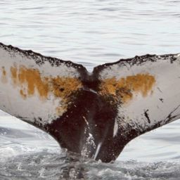 Fluke of NA-7633