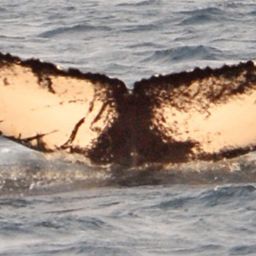 Fluke of NA-7629