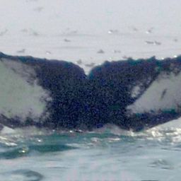 Fluke of HW-MN0100580