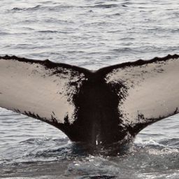 Fluke of NA-3025