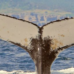 Fluke of NA-3963