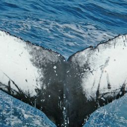 Fluke of HW-MN0100573