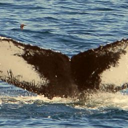 Fluke of NA-7353