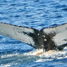 Fluke of NA-3926