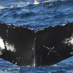 Fluke of NA-7684