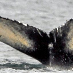 Fluke of HW-MN0100765