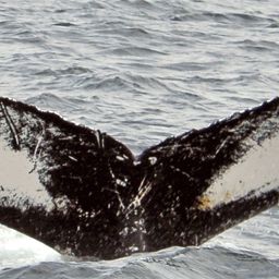 Fluke of NA-3844