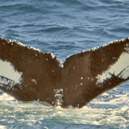 Fluke of NA-3985