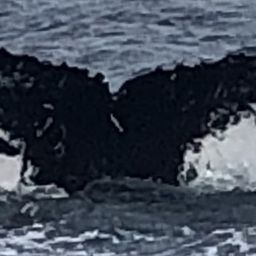 Fluke of HW-MN0100777