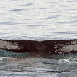 Fluke of NA-7762