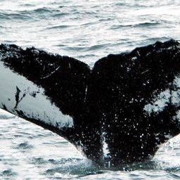 Fluke of NA-3845