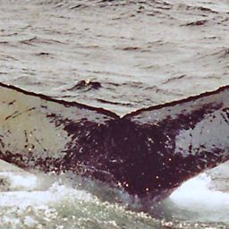 Fluke of NA-3954