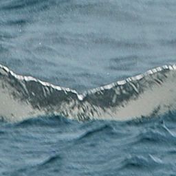 Fluke of NA-7491