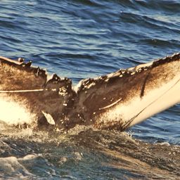 Fluke of HW-MN0100439