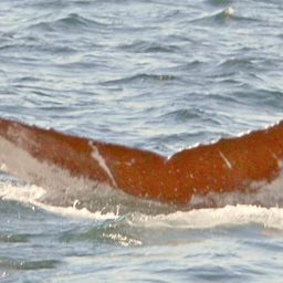 Fluke of NA-6707