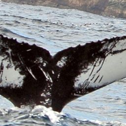 Fluke of NA-7311