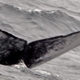 Fluke of HW-MN0100767