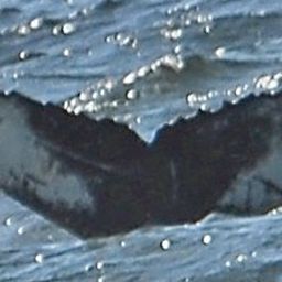 Fluke of HW-MN0100617