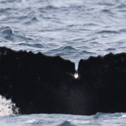 Fluke of NA-7699